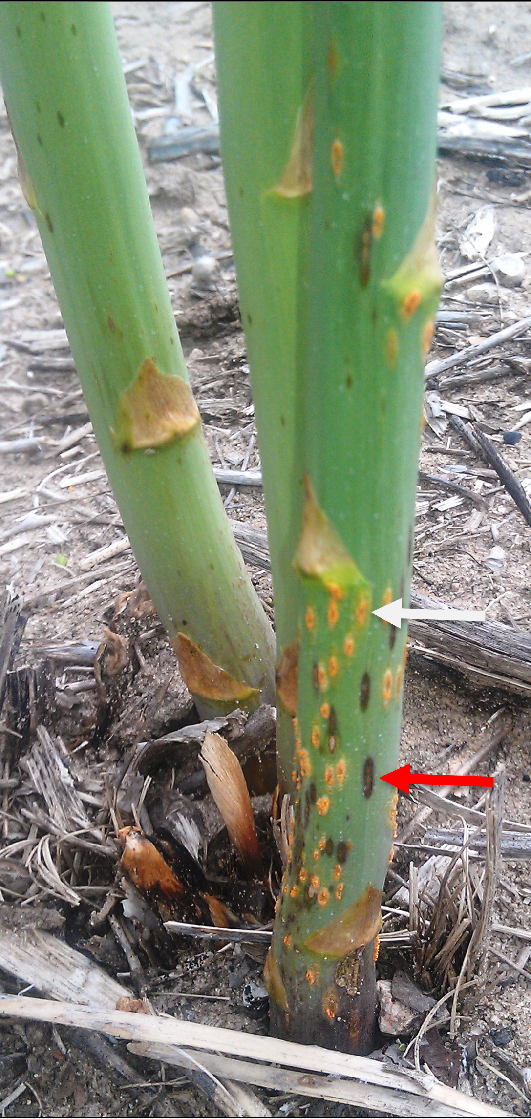 Rust and purple spot on asparagus.